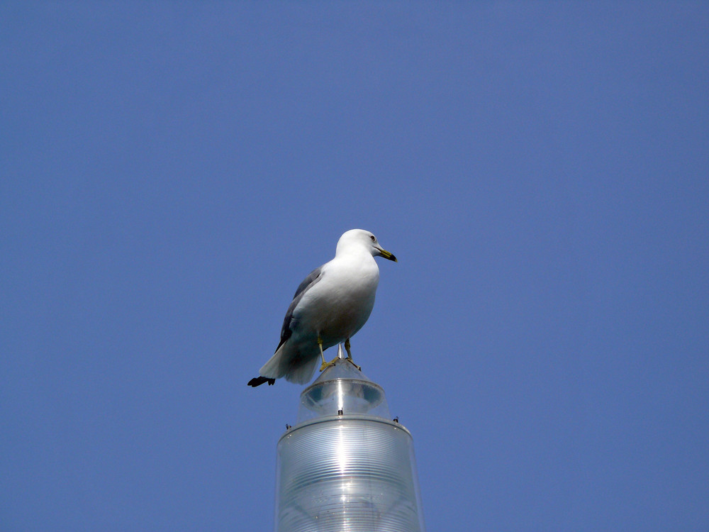 Möwe auf dem Leuchtturm