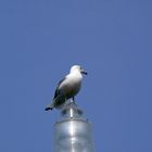 Möwe auf dem Leuchtturm