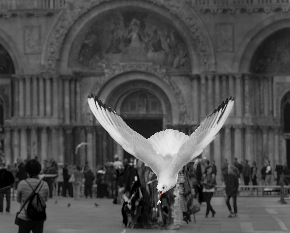 Möwe auf dem Markusplatz