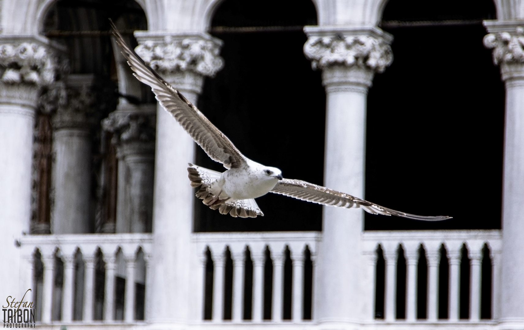 Möwe auf dem Markusplatz in Venedig