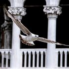 Möwe auf dem Markusplatz in Venedig