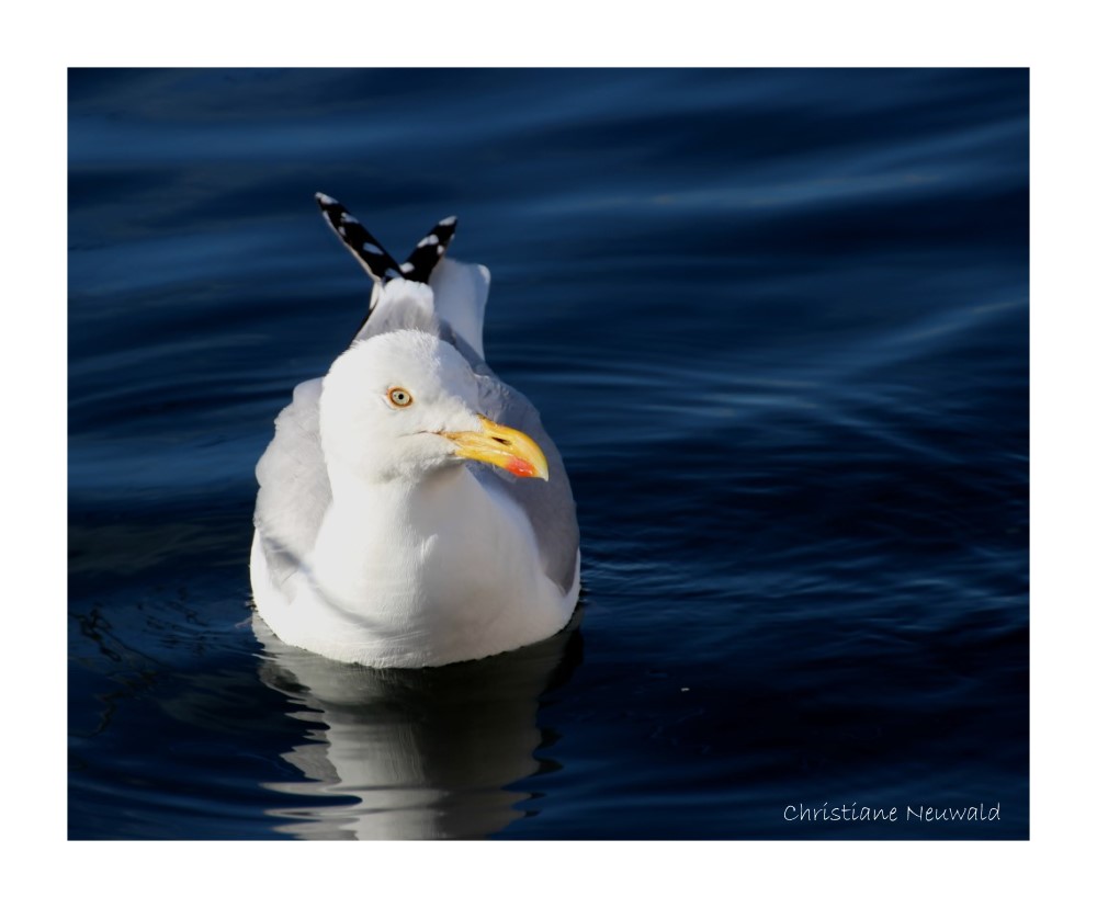 Möwe auf dem Meer