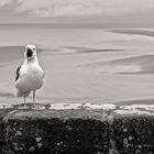 Möwe auf dem Mont St. Michel