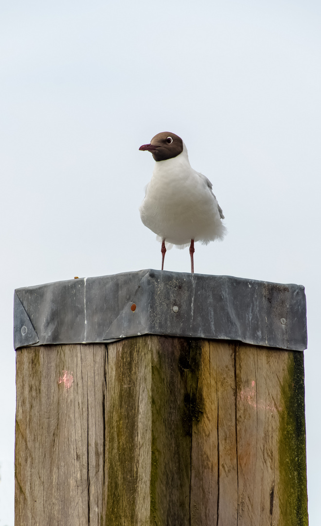 Möwe auf dem Pfosten