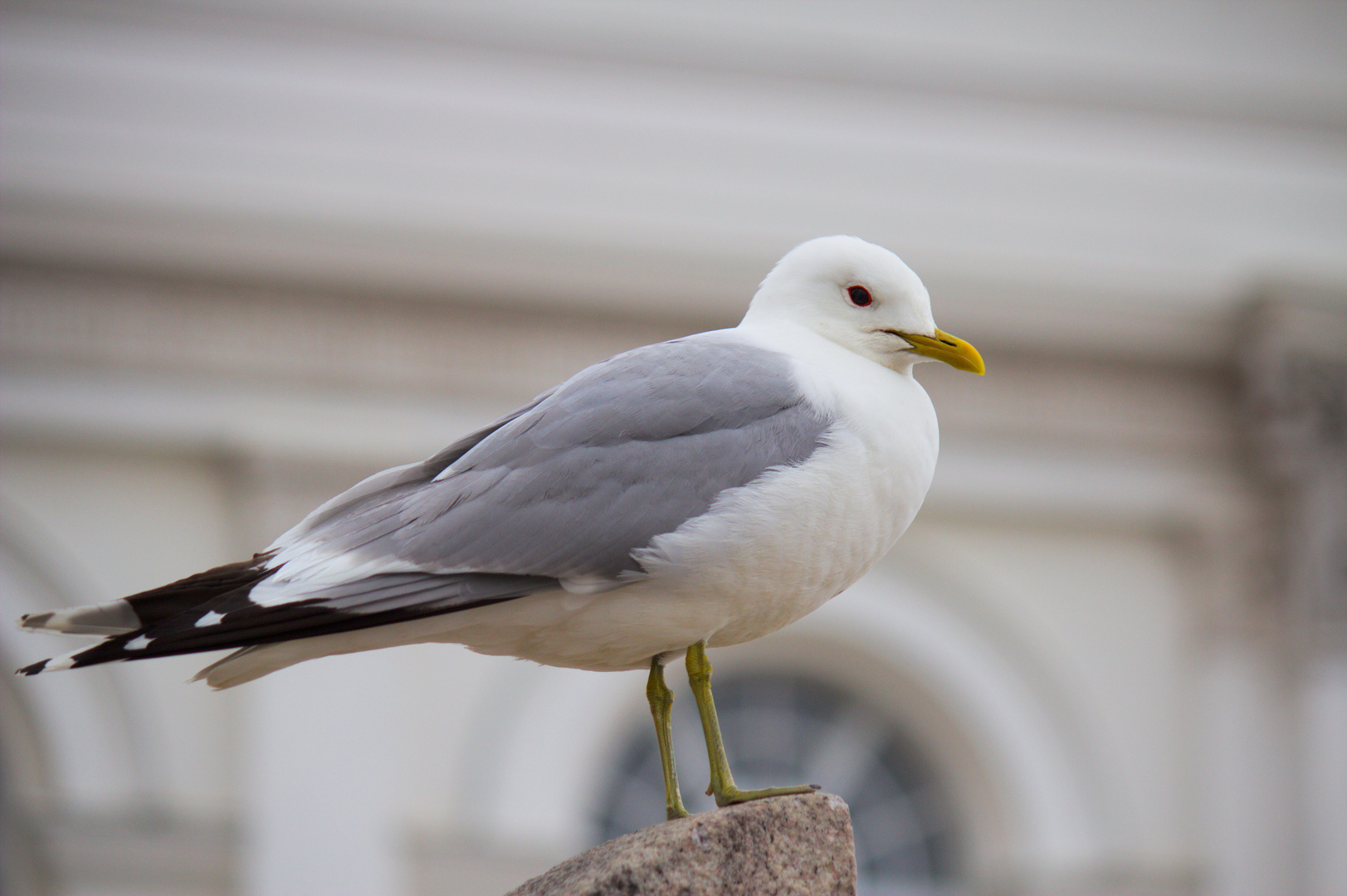 Möwe auf dem Senatsplatz in Helsinki