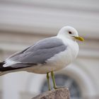 Möwe auf dem Senatsplatz in Helsinki