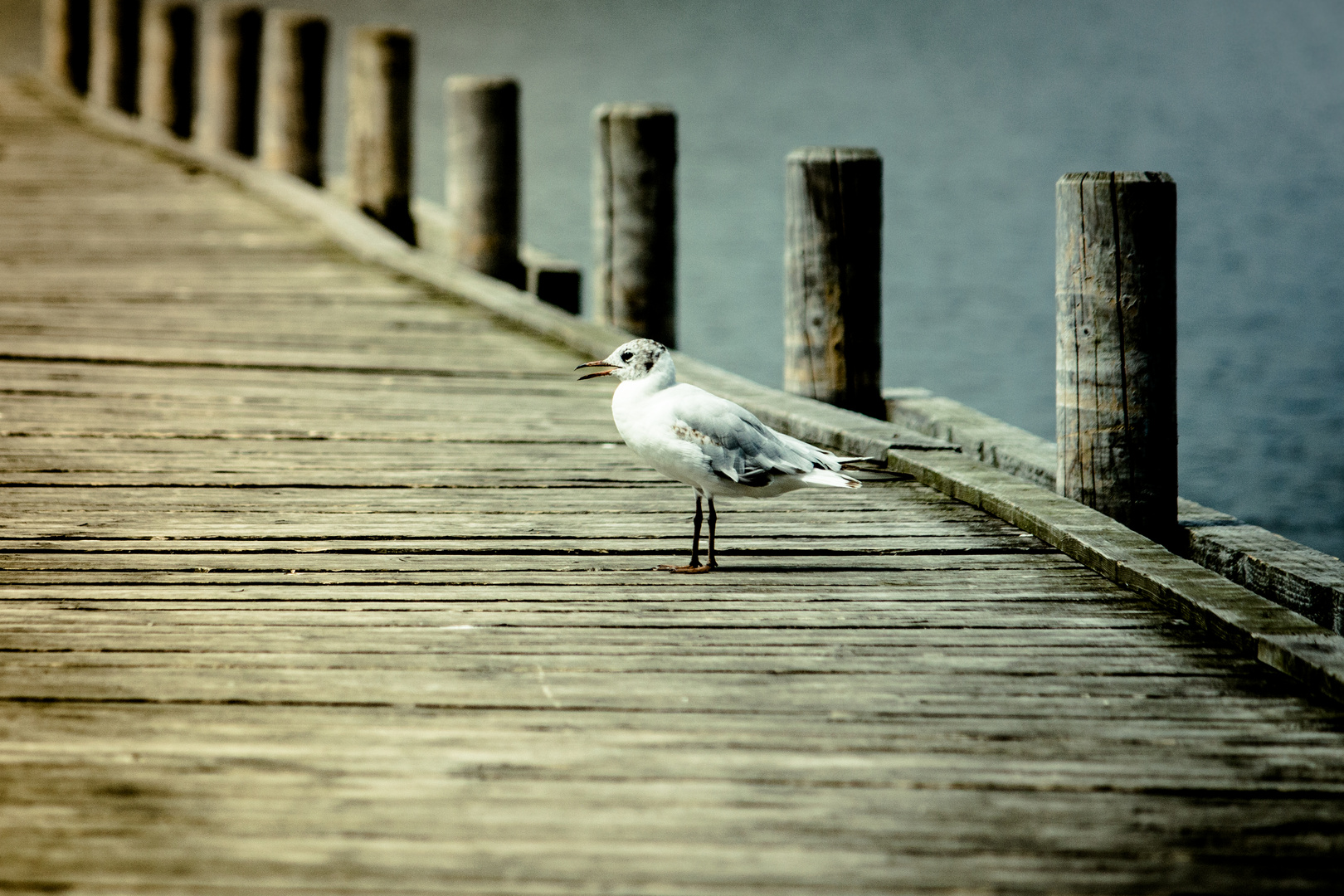 Möwe auf dem Steg