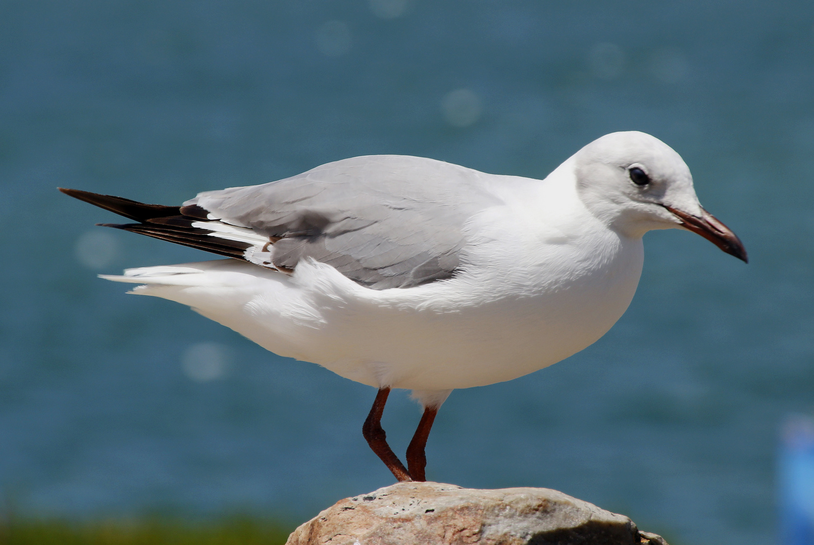 Möwe auf dem Stein