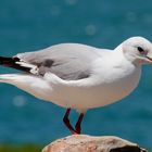 Möwe auf dem Stein