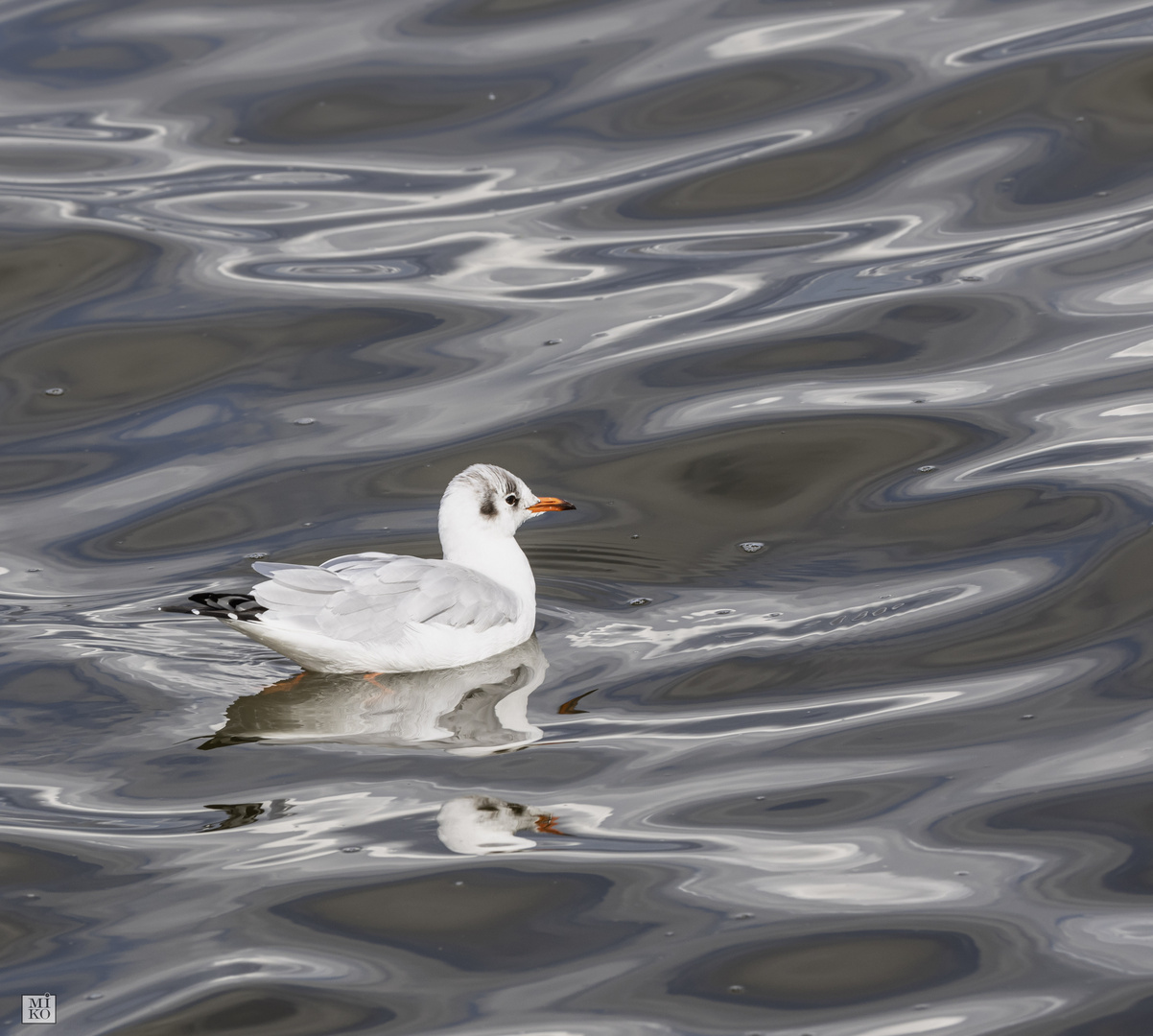 Möwe auf dem Steinhuder Meer