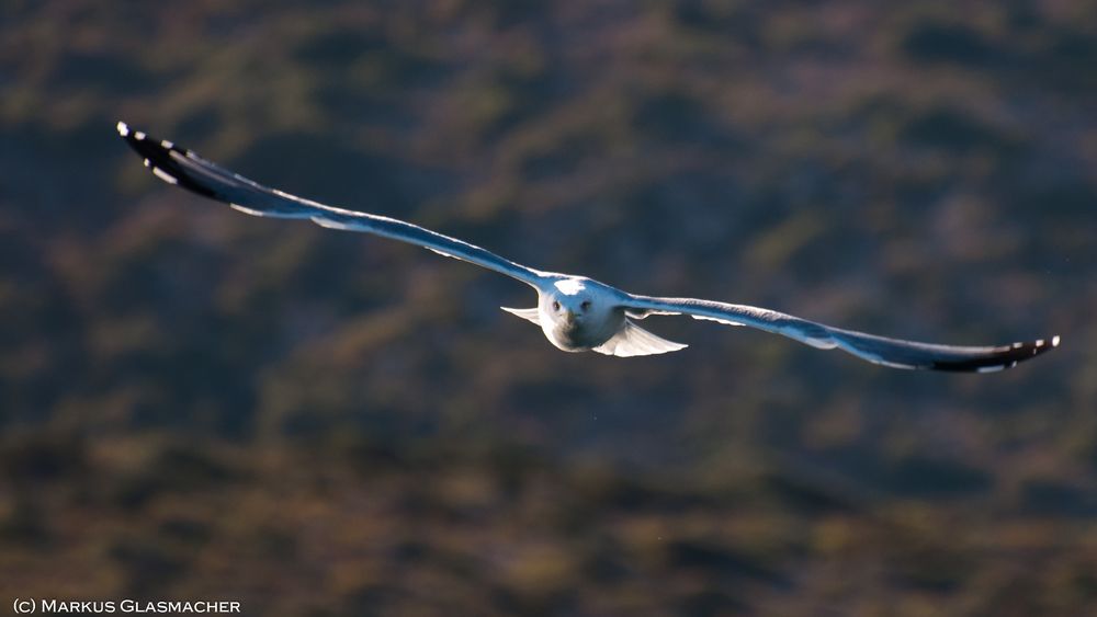 Möwe auf den balearischen Inseln