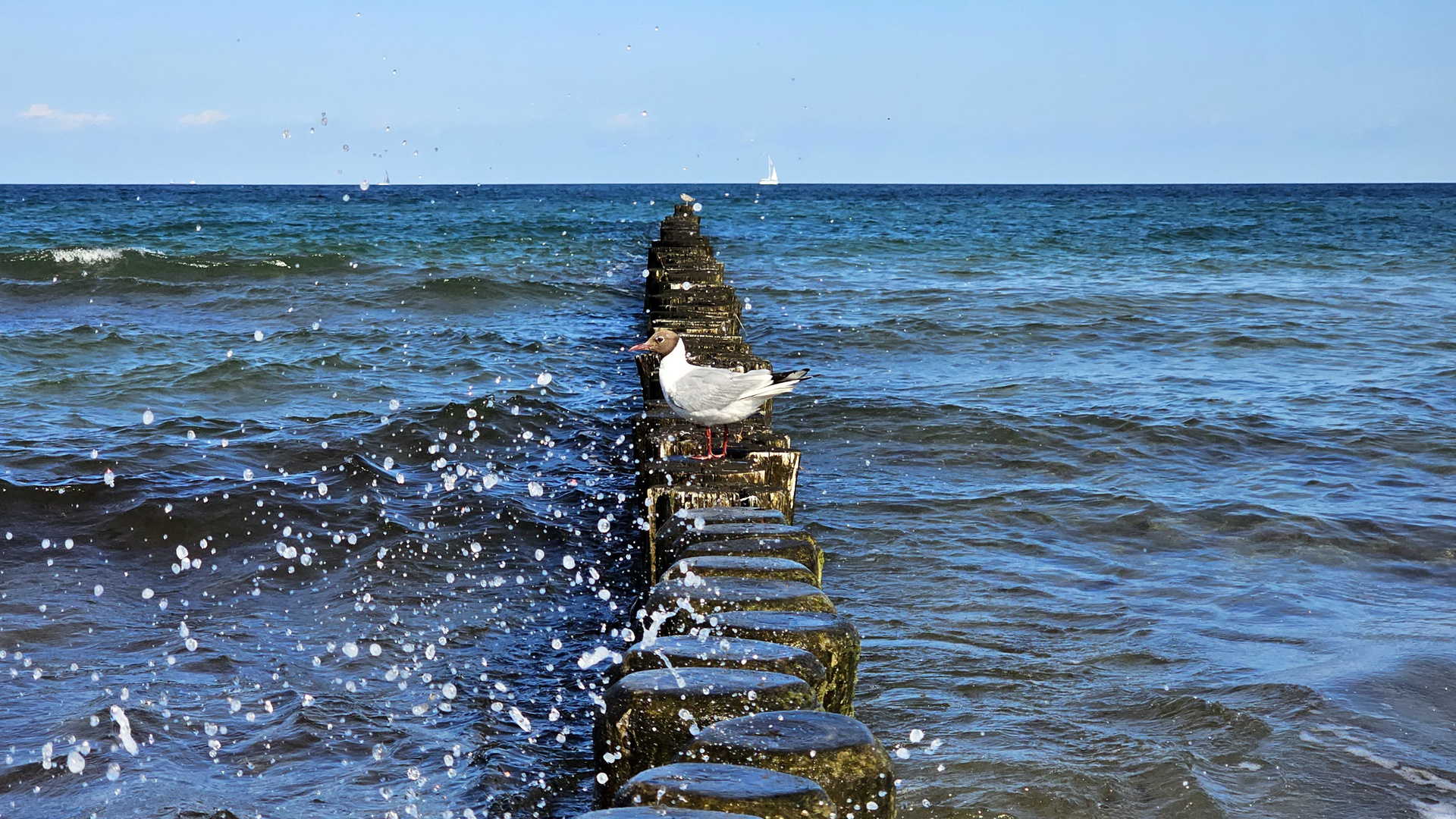 Möwe auf den Bunen