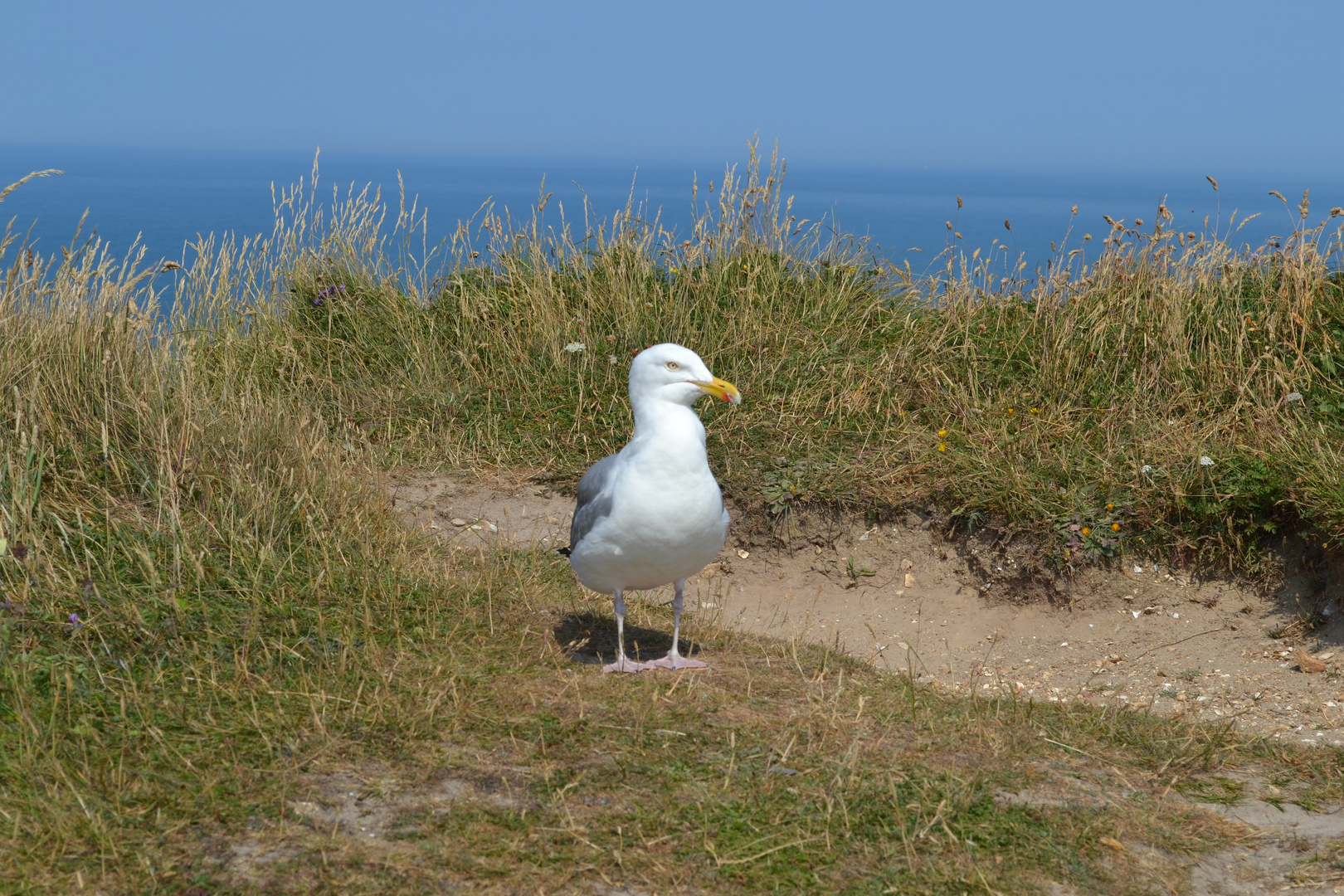 Möwe auf den Klippen in Étretat