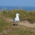 Möwe auf den Klippen in Étretat