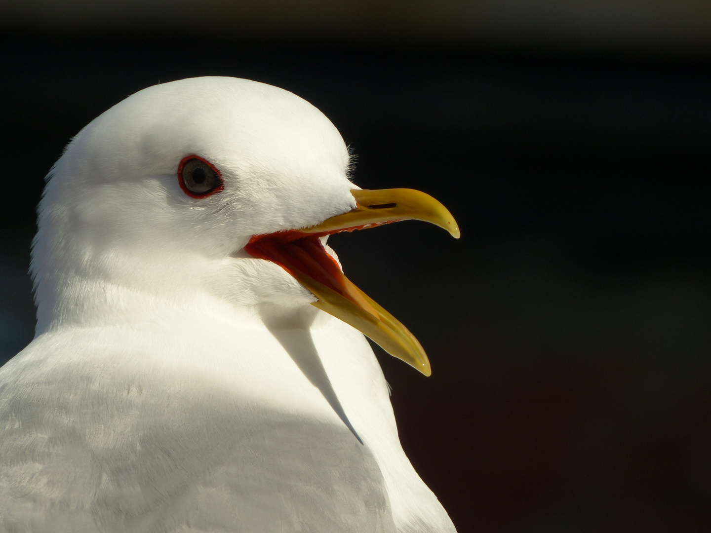 Möwe auf den Lofoten