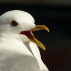 Möwe auf den Lofoten