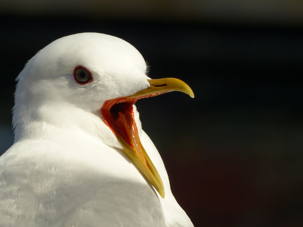 Möwe auf den Lofoten