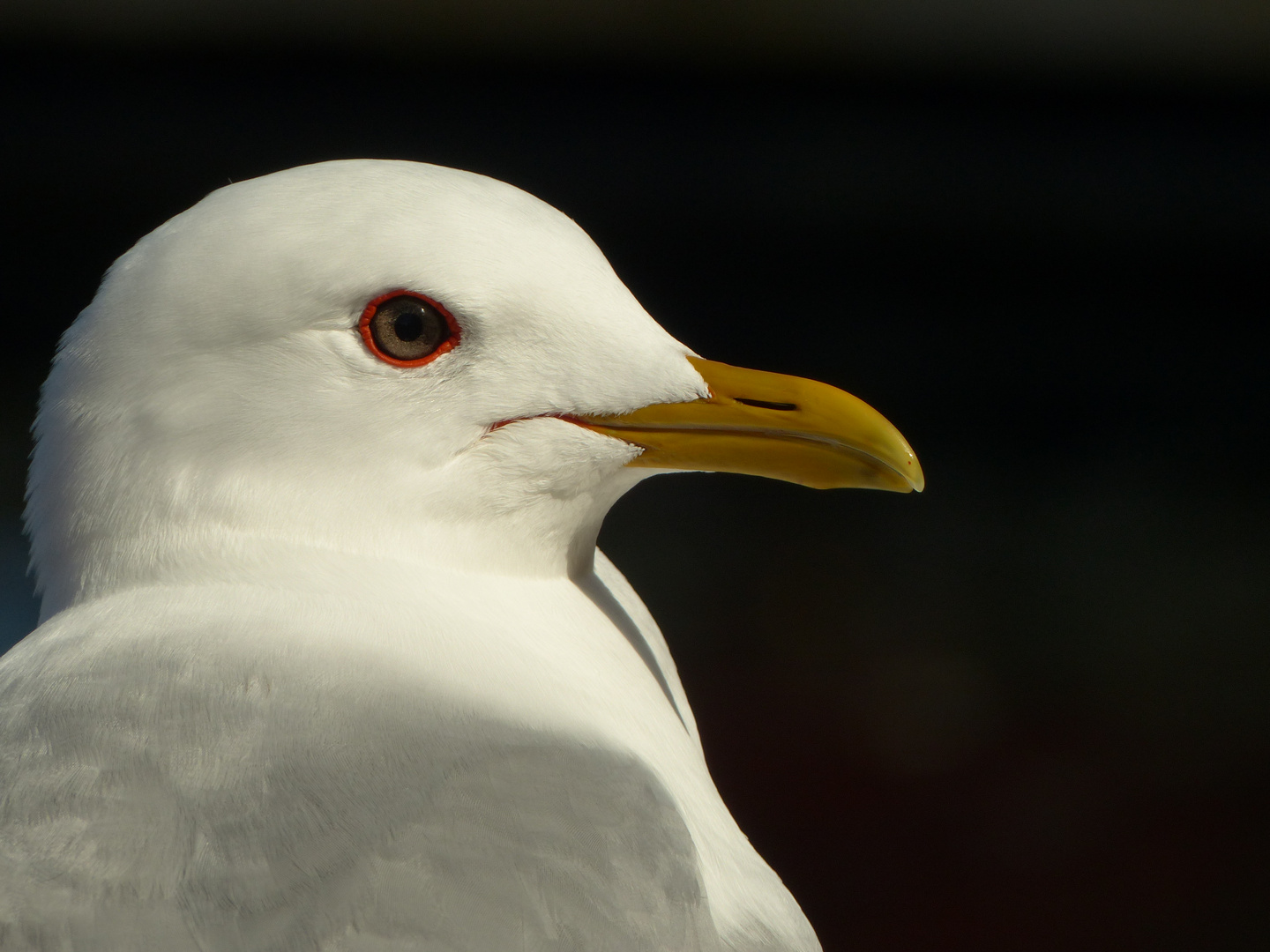 Möwe auf den Lofoten_II