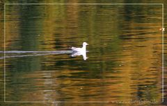 Möwe auf den Rhein