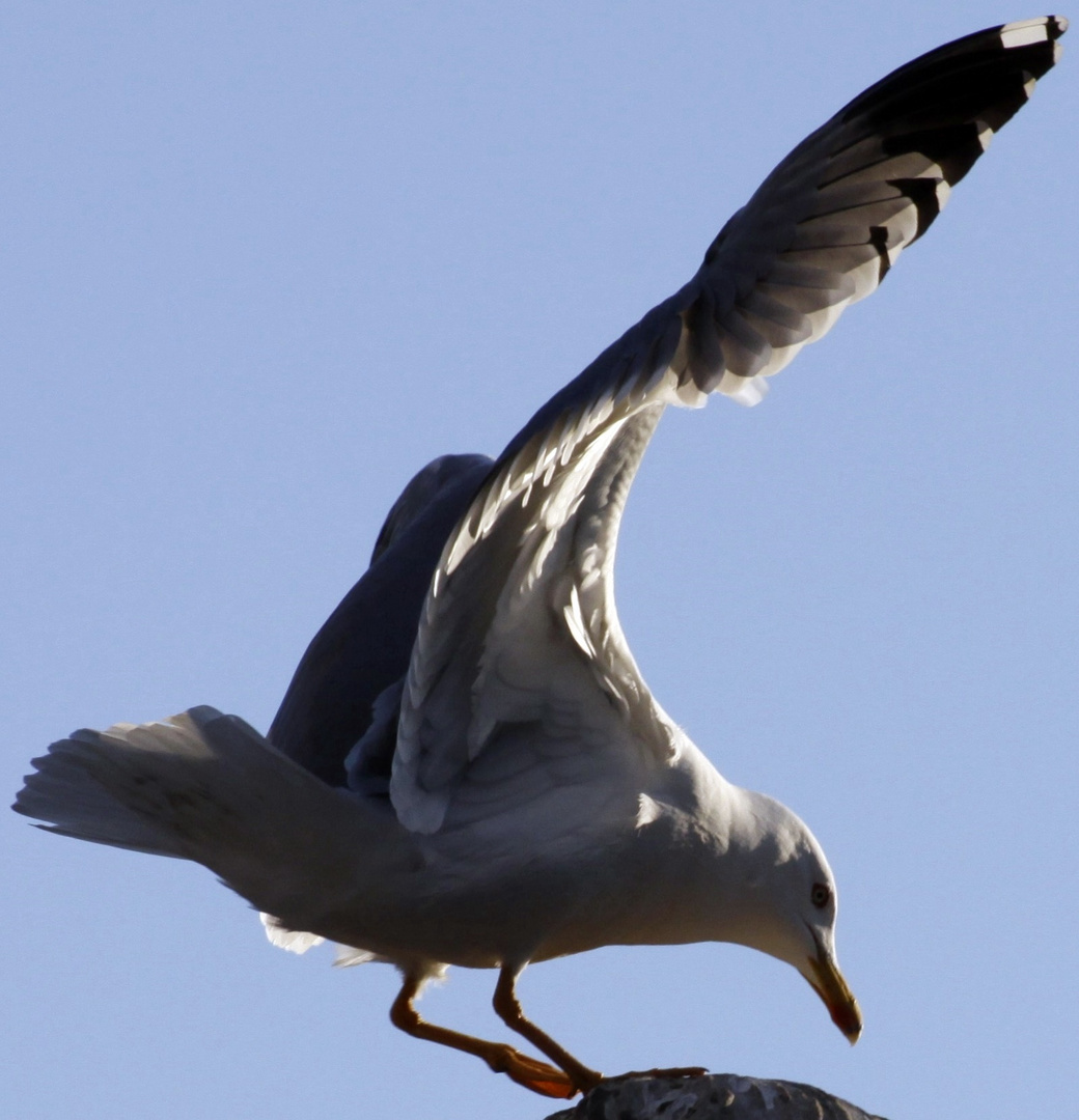 Möwe auf Denkmal in Venedig