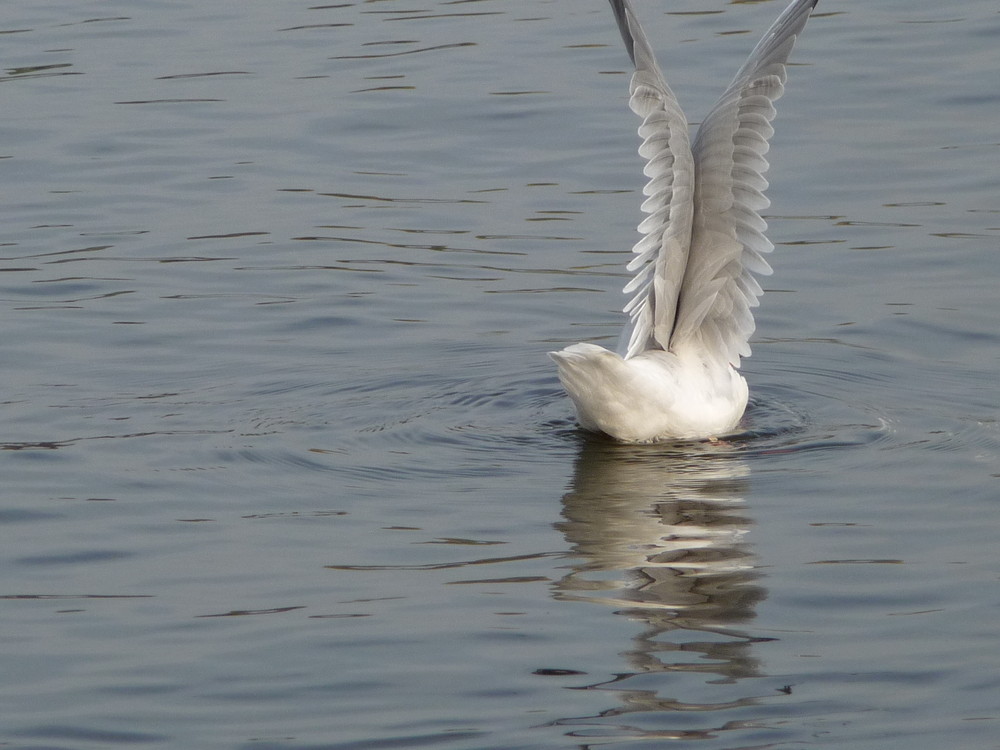 Möwe auf der Alster