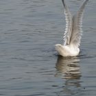 Möwe auf der Alster