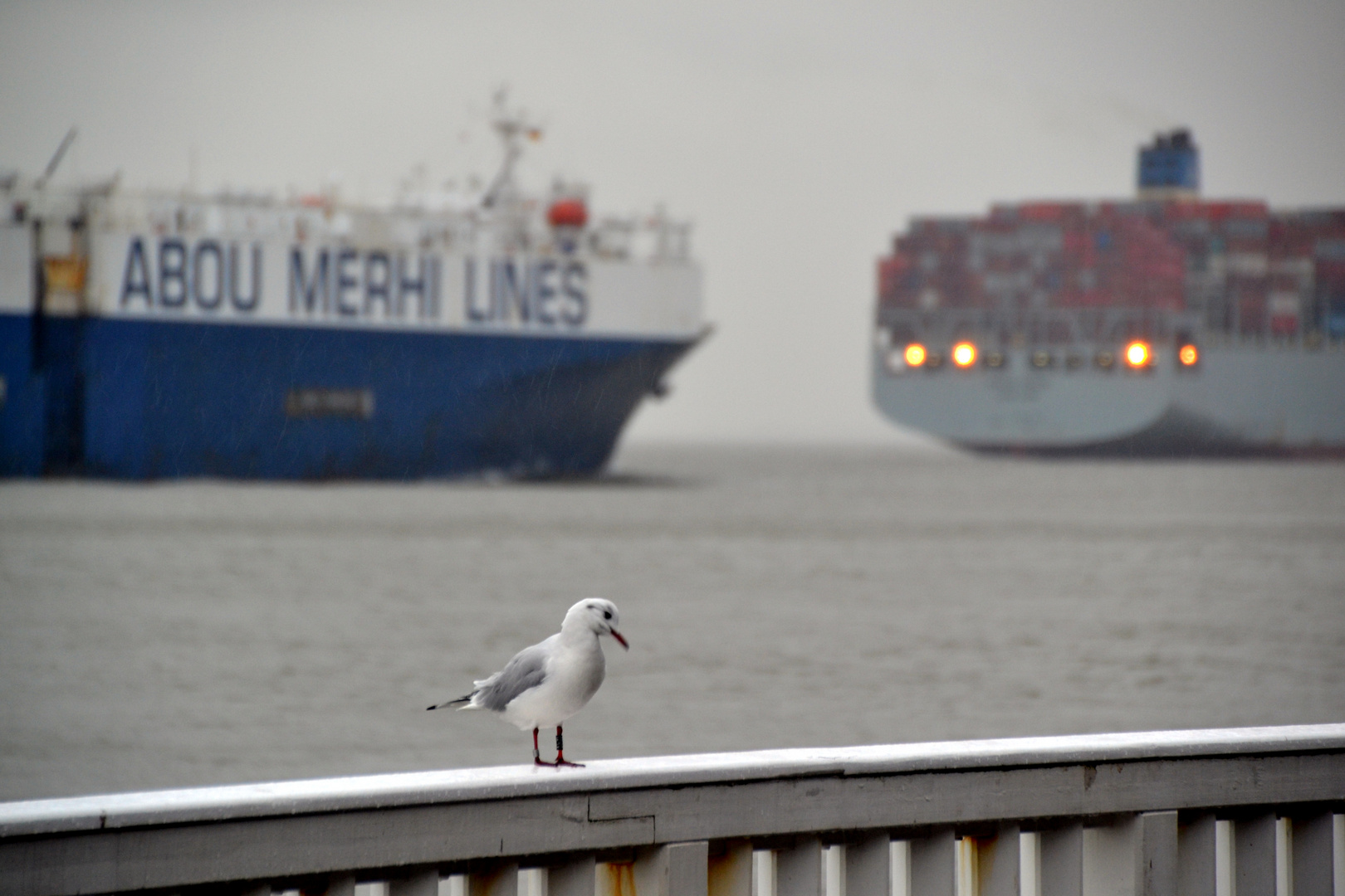 Möwe auf der "Alten Liebe" in Cuxhaven