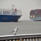 Möwe auf der "Alten Liebe" in Cuxhaven