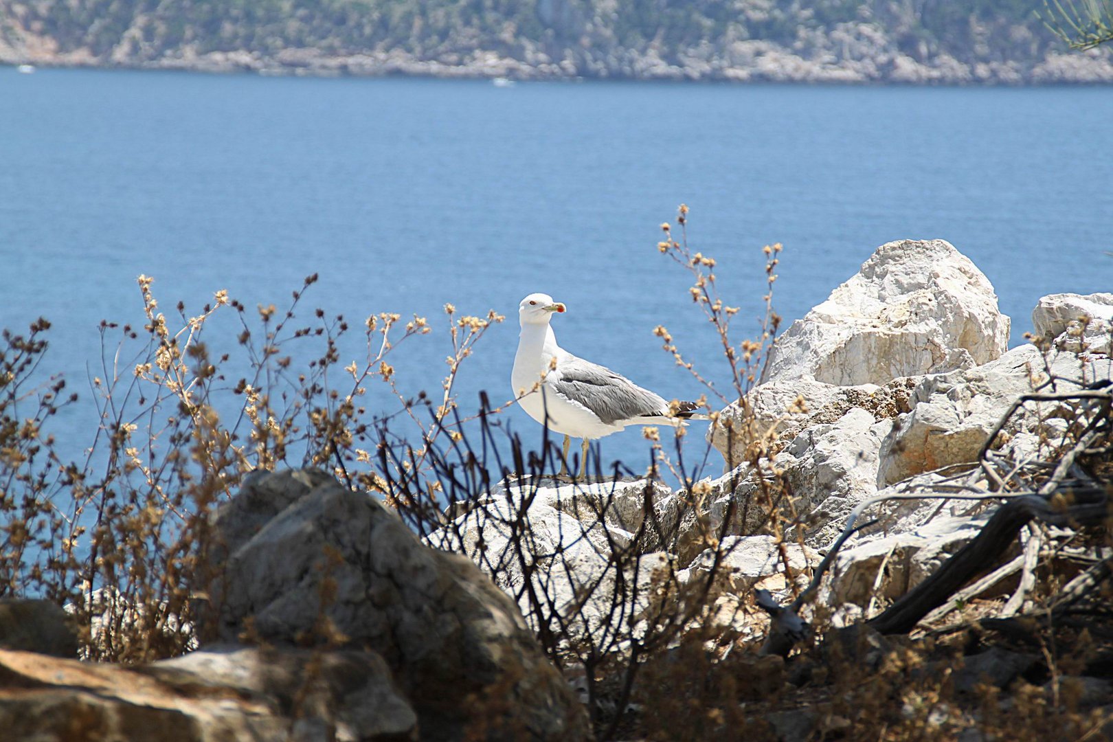 Möwe auf der Dracheninsel bei Mallorca