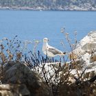 Möwe auf der Dracheninsel bei Mallorca