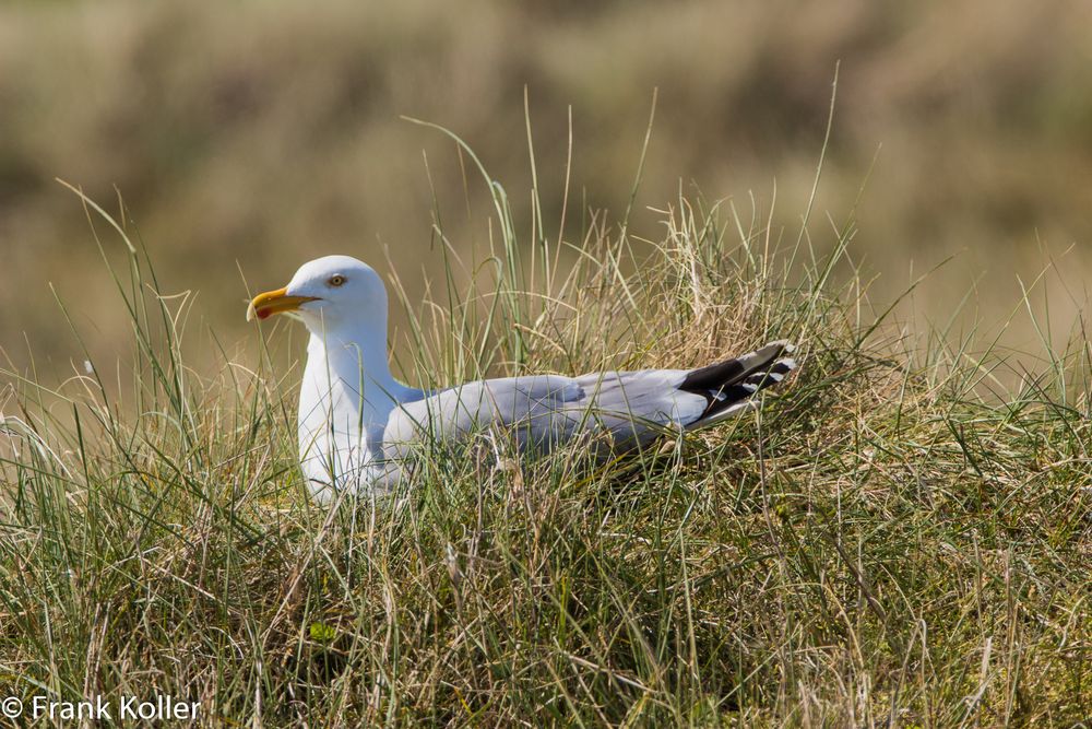 Möwe auf der Düne