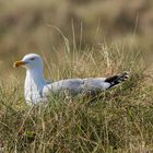 Möwe auf der Düne