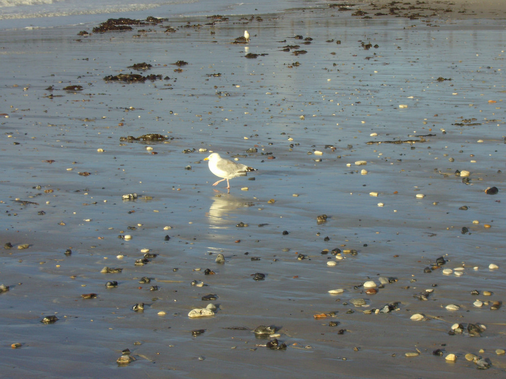 Möwe auf der Düne