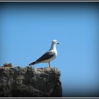 Möwe auf der Insel Krk