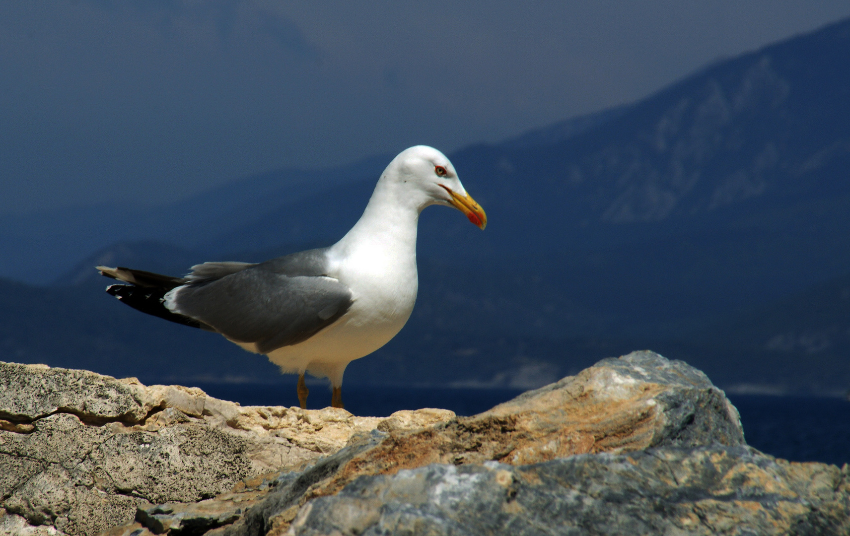 Möwe auf der Insel Samos