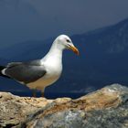 Möwe auf der Insel Samos