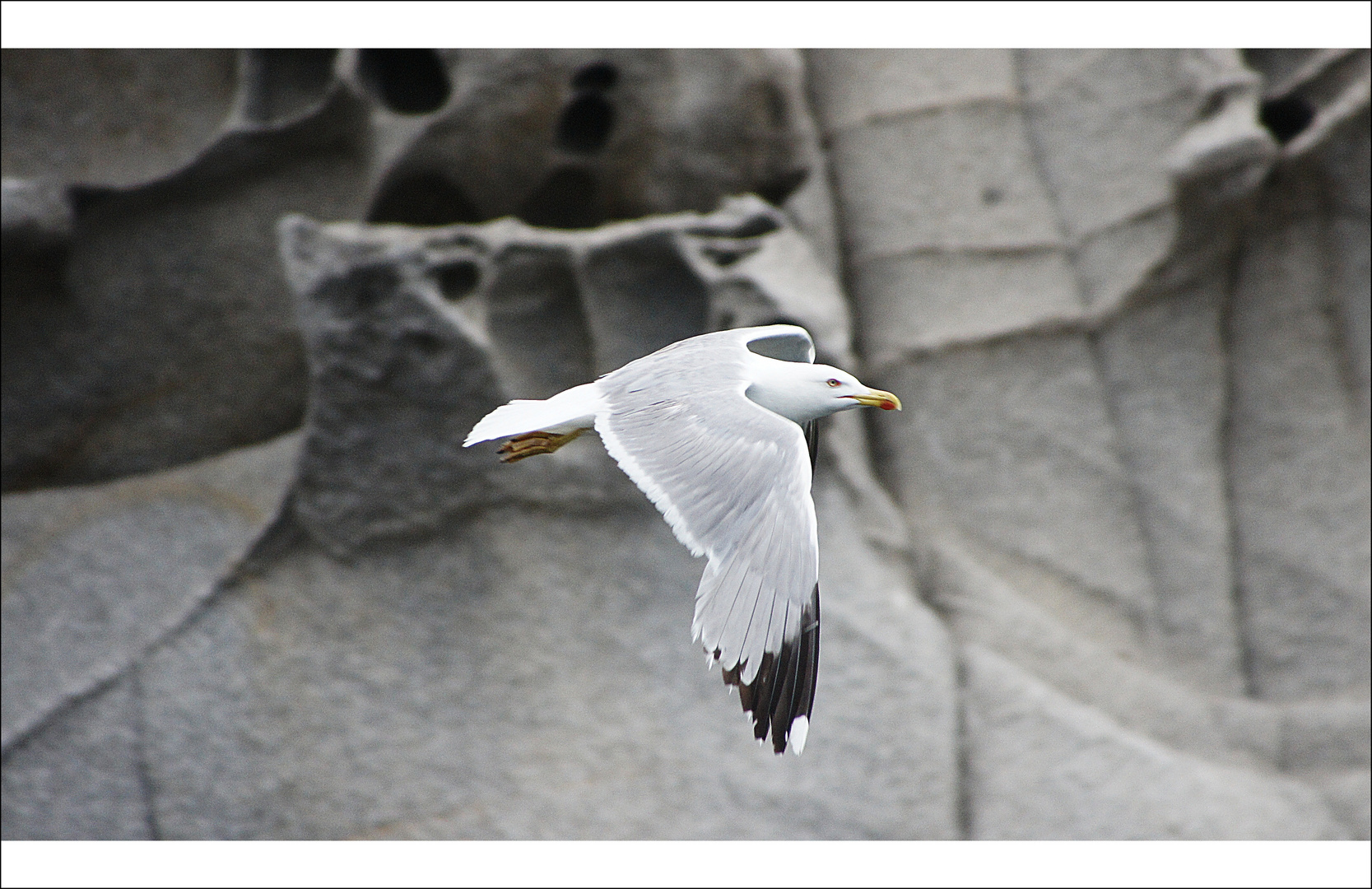 Möwe auf der Isel Serpentara