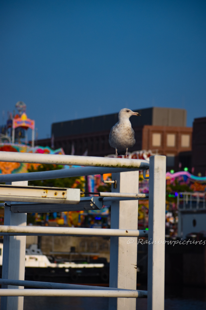 Möwe auf der Kielerwoche