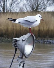 Möwe auf der Lampe