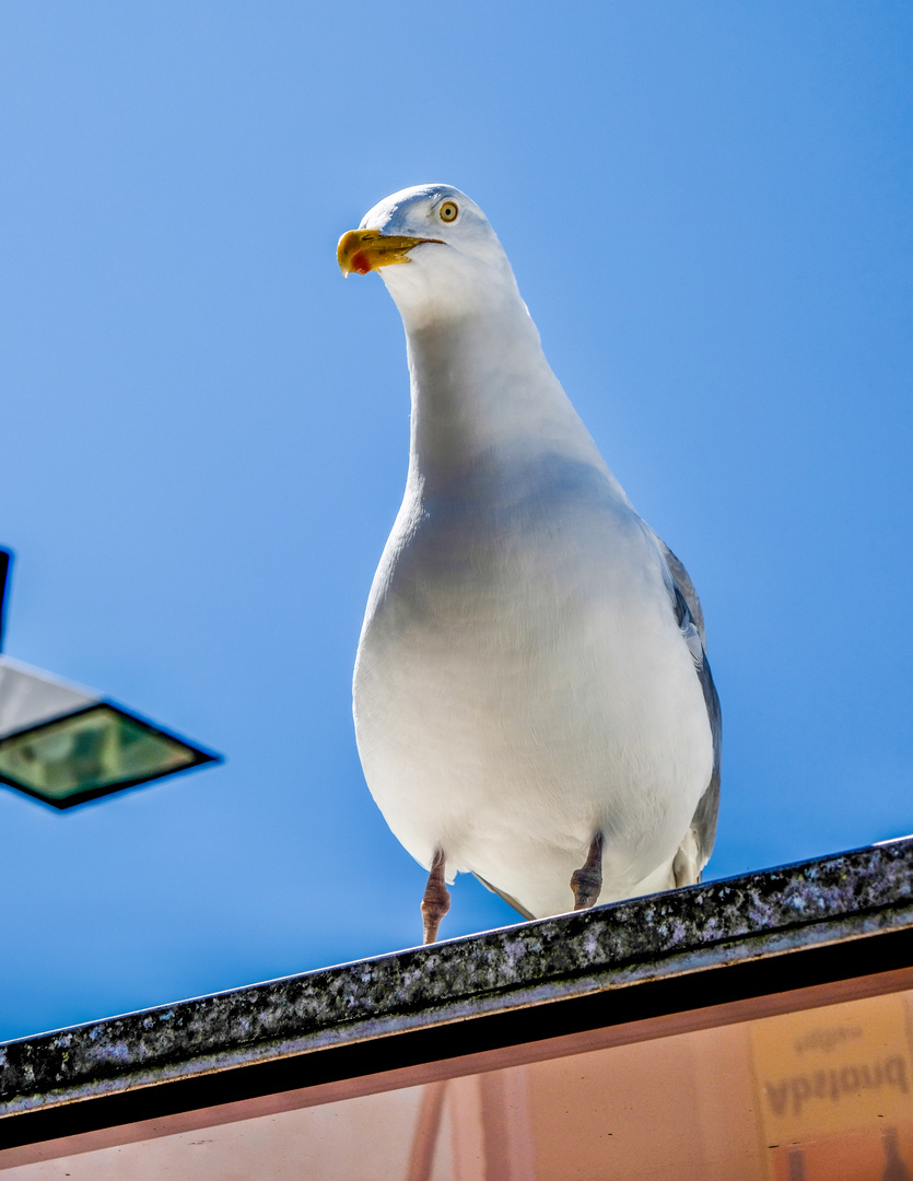 Möwe auf der Lauer 