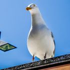 Möwe auf der Lauer 