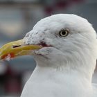 Möwe auf der Mauer