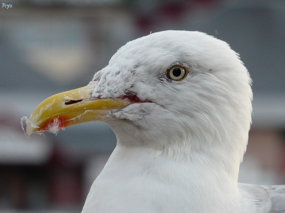 Möwe auf der Mauer