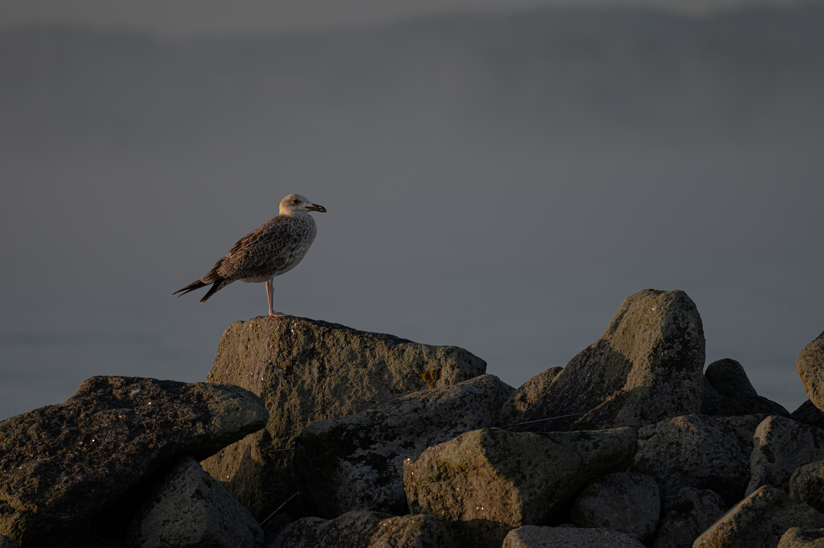 Möwe auf der Mole