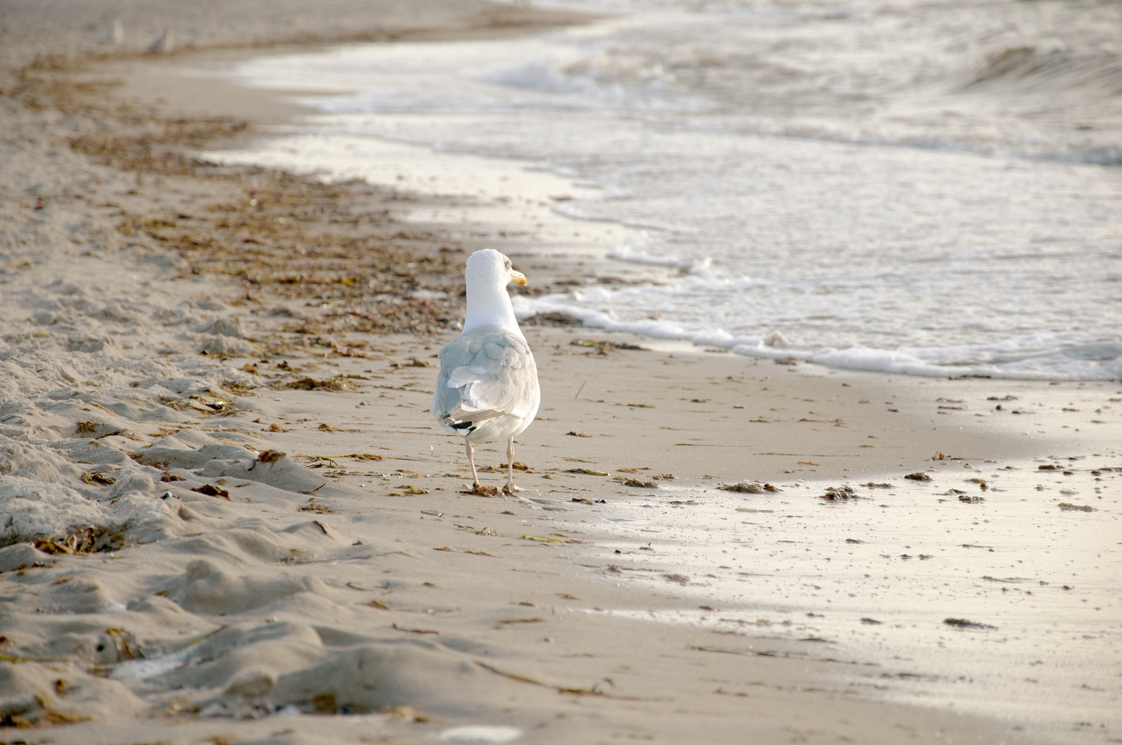 Möwe auf der Pirsch