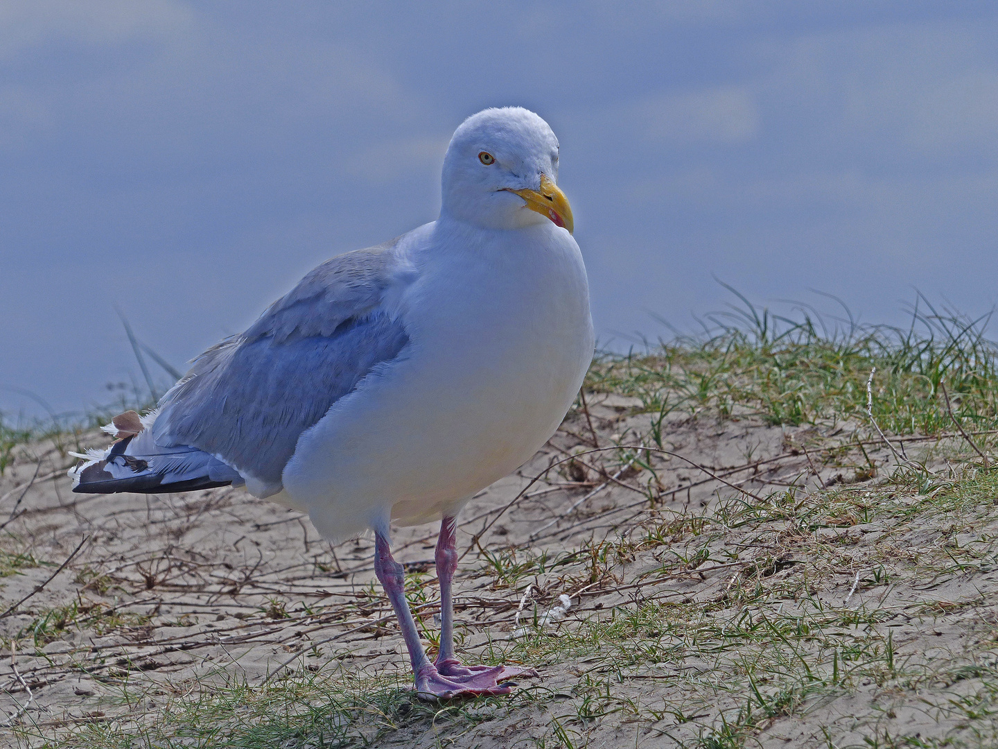 Möwe auf der Pirsch