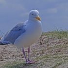 Möwe auf der Pirsch