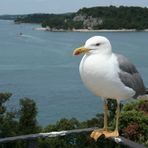 Möwe auf der Roten Insel bei Rovinj