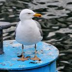 Möwe auf der Seebrücke Sellin