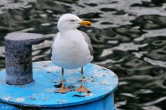 Möwe auf der Seebrücke Sellin